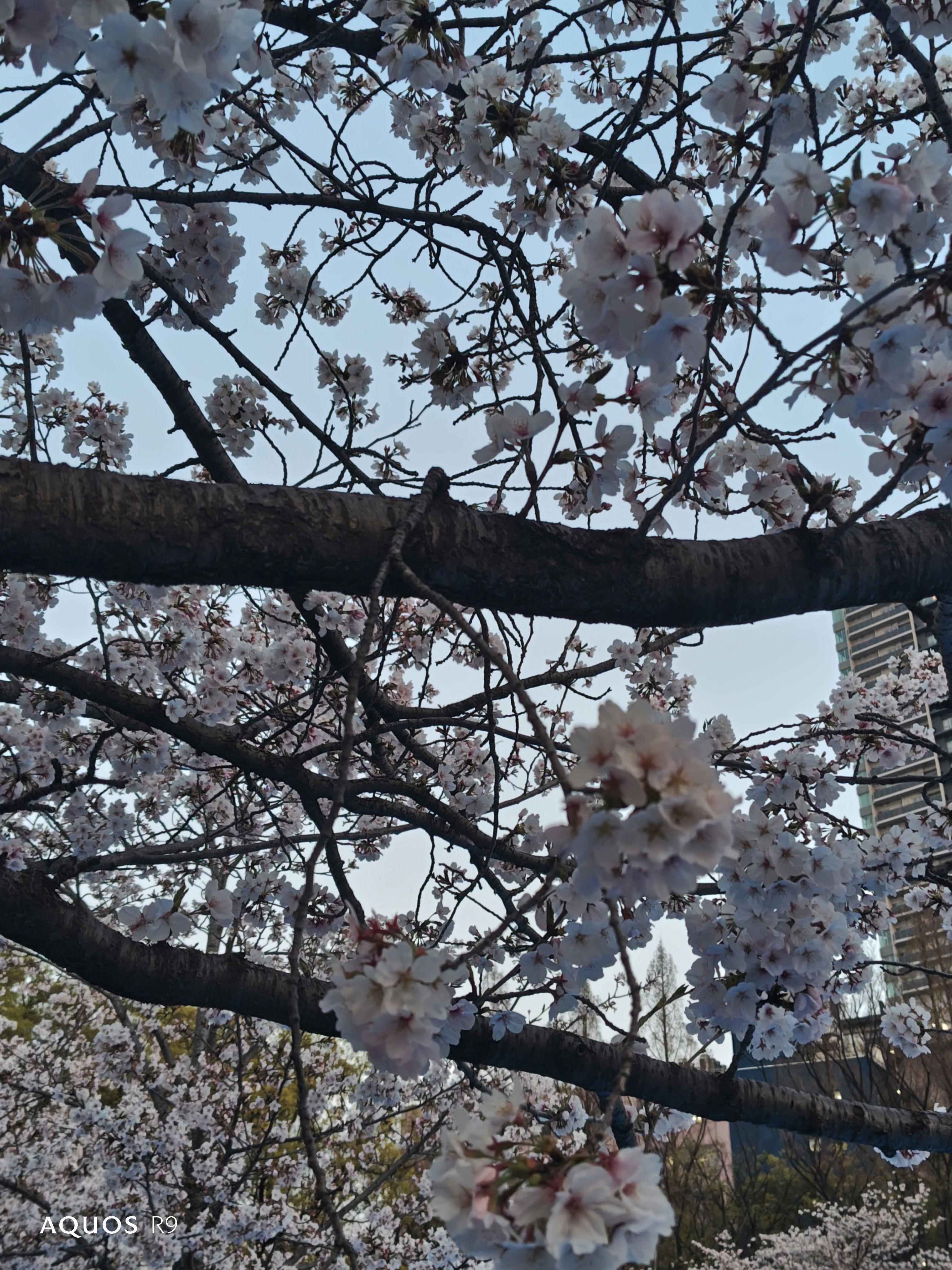 IMG_20250420_211705.jpg IMG_20250420_211705.jpg